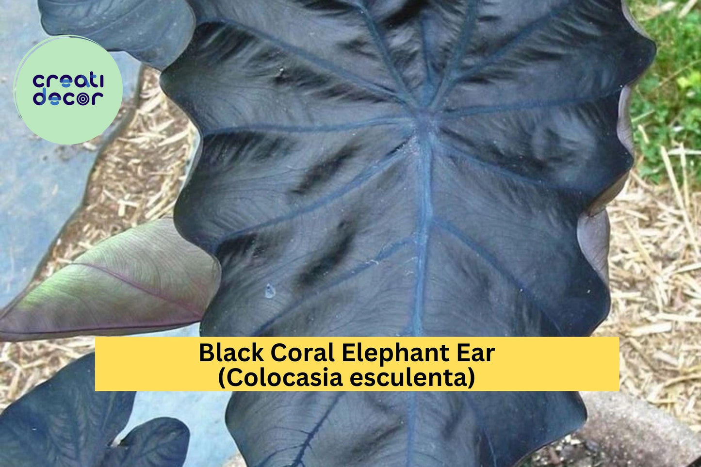 Black Coral Elephant Ear – Colocasia esculenta – Live Small Rooted Starter Plant, Tropical Perennial for Garden or Patio