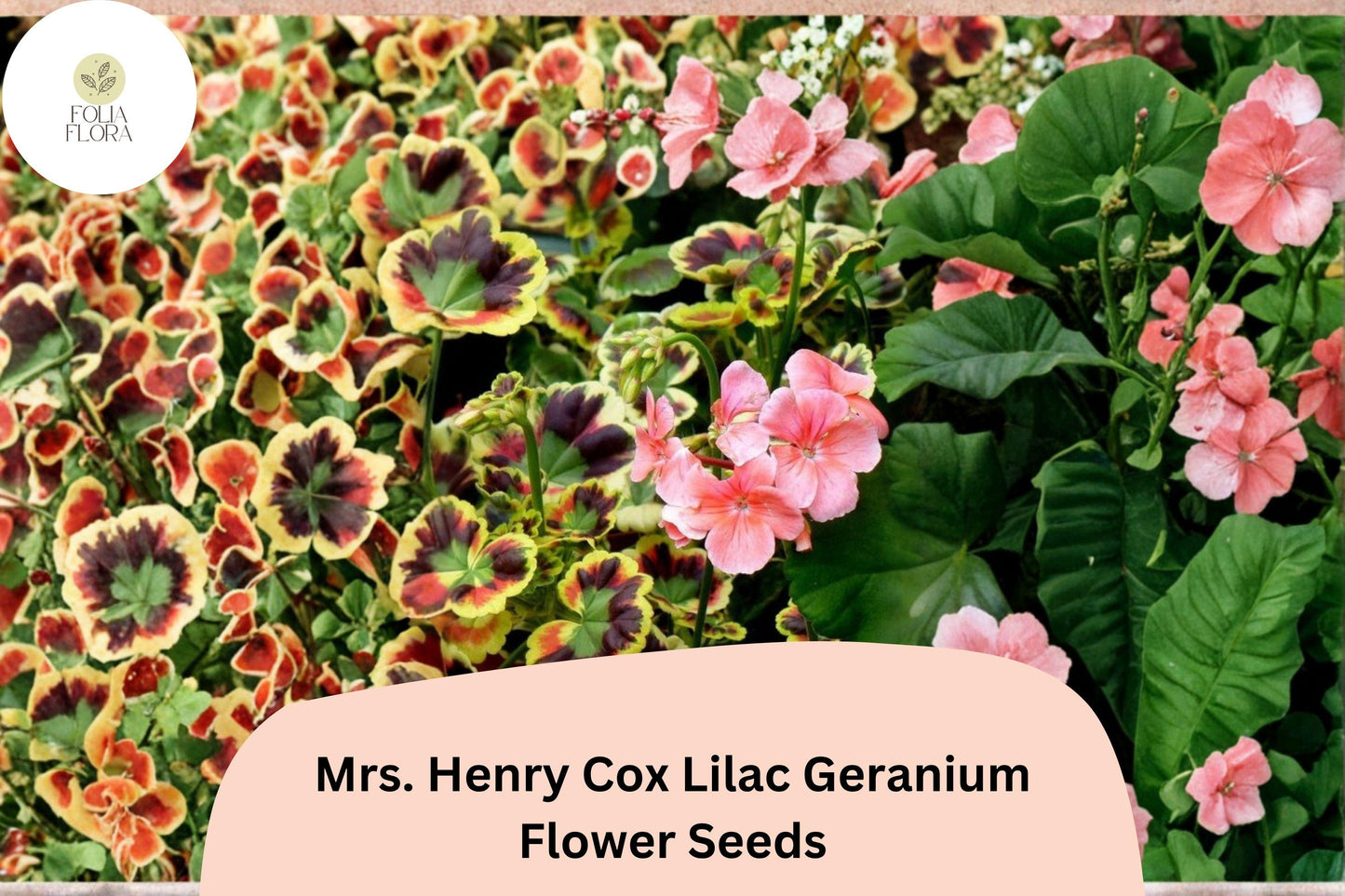 25+ Mrs. Henry Cox Geranium Seeds | Crazy Colors Variegated Foliage | Bright Garden Flower for Pots & Borders