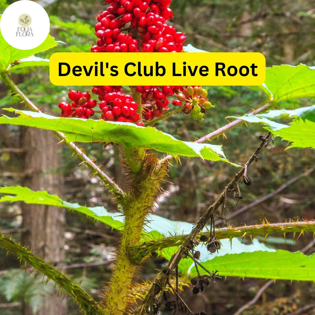 1 Devil's Club (Oplopanax horridus) Live Root – Alaska Wild Harvested for Planting