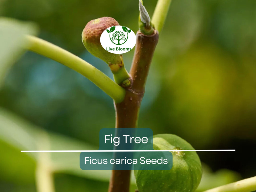 40 Fig Tree Seeds | Ficus carica, Sweet Fruit Shrub, Non-GMO, Easy to Grow, Edible Figs for Garden, Jams & Preserves, Hardy Plant