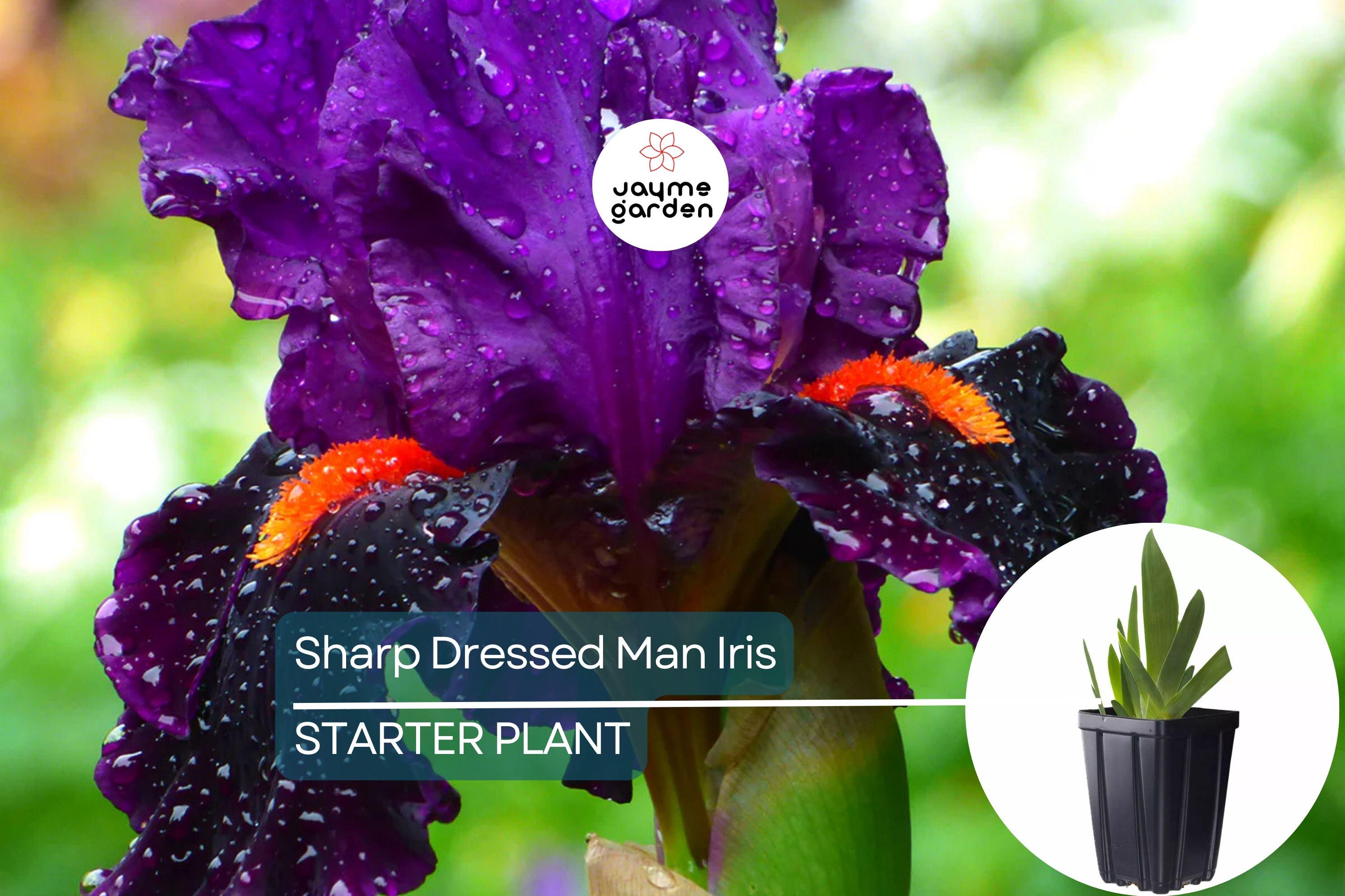 Sharp Dressed Man Iris – Quart Pot | Fragrant Black-Purple Perennial | Deer-Resistant | Drought-Tolerant | Zones 3-10