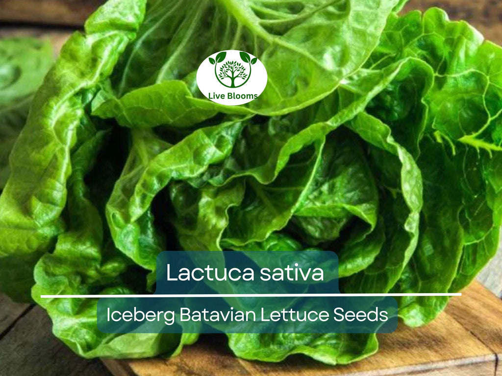 700 Seeds Iceberg Batavian Lettuce – Lactuca sativa | Heirloom Heading Lettuce Seeds for Planting & Crisp, Fresh Harvests