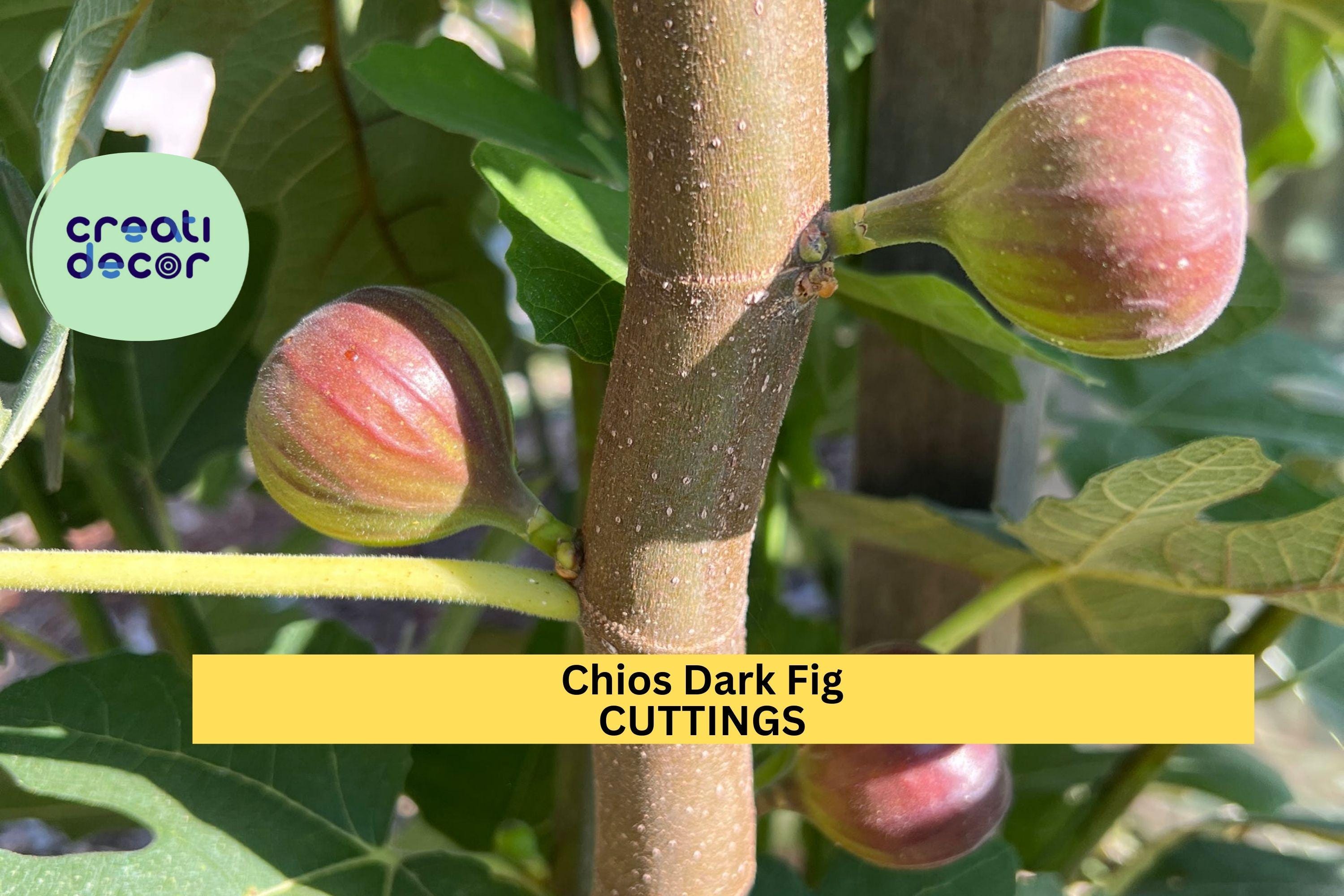 1 Chios Dark Fig Cutting | Similar to Chicago Hardy | Unrooted Scion Wood | Sweet Cold-Hardy Variety | Home Orchard Starter