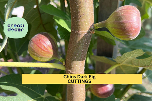 1 Chios Dark Fig Cutting | Similar to Chicago Hardy | Unrooted Scion Wood | Sweet Cold-Hardy Variety | Home Orchard Starter