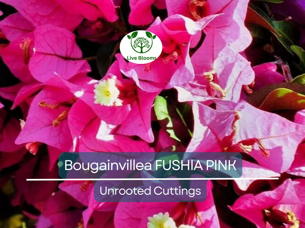 7 Fuchsia Pink Bougainvillea Unrooted Cuttings 6" | Bougainvillea glabra, Flowering Shrub, Colorful Bush for Garden
