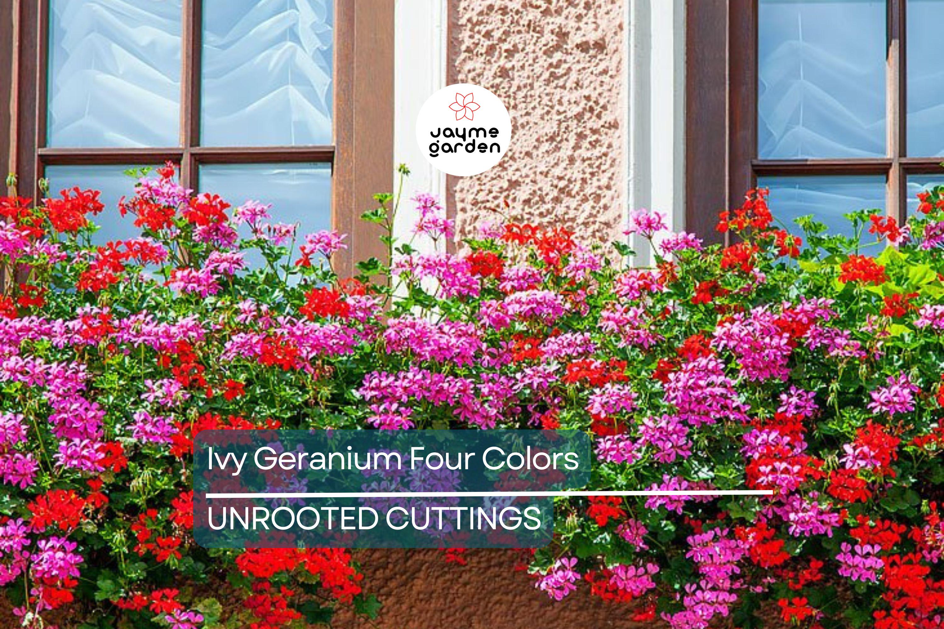 Ivy Geranium - 8 Cuttings (4 Vibrant Colors) for Rooting | Labeled with Rooting Powder & Instructions | USA Grown
