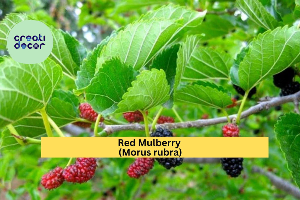 Red Mulberry Tree – Morus rubra Live Plant (Non-Dwarf) Hardy Native Fruit Tree with Sweet Berries for Orchards & Wildlife Gardens Zones 4-9