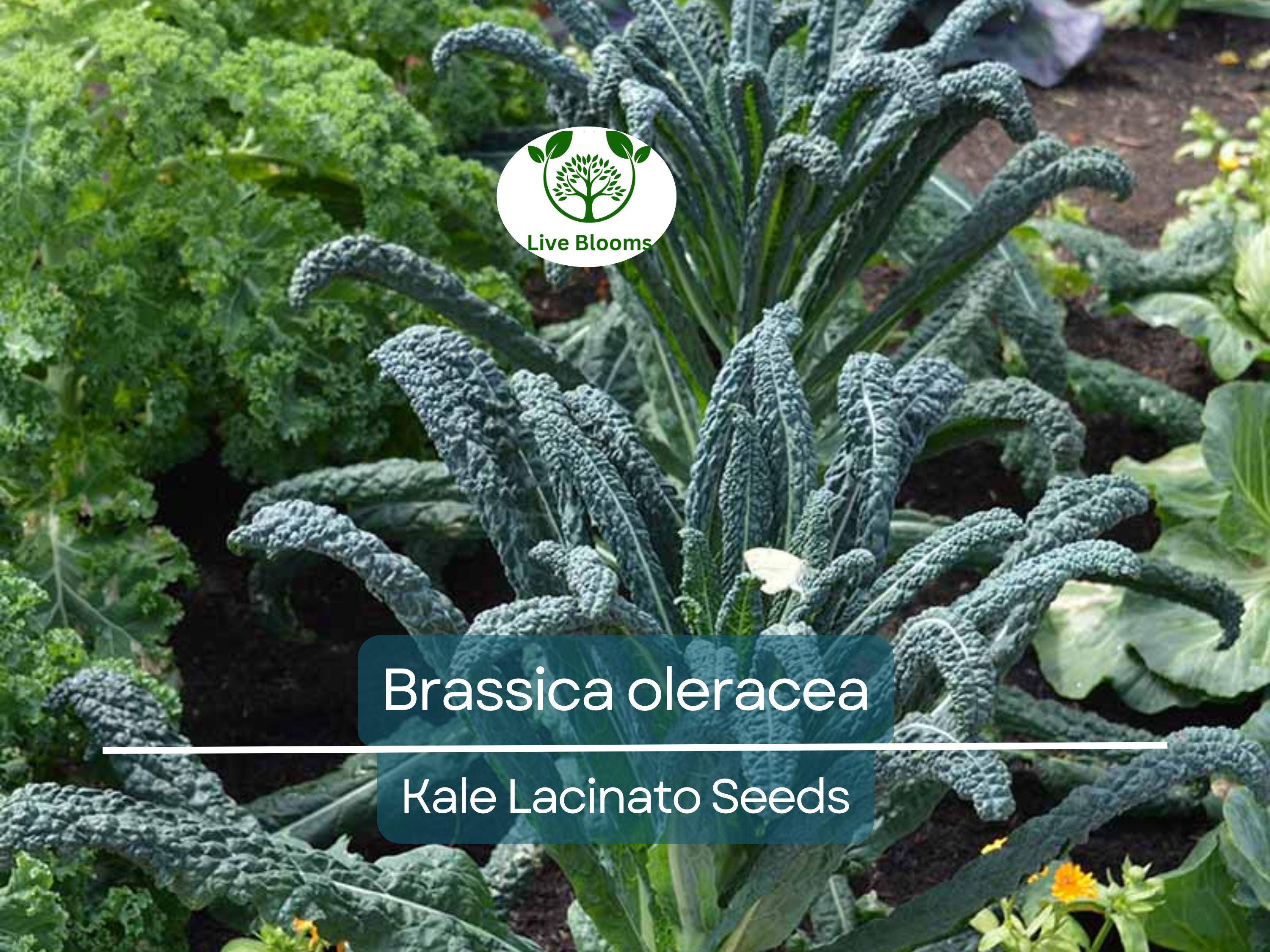 250 Kale Lacinato Seeds for Planting – Dinosaur Kale Brassica oleracea – Nutritious, Hearty Greens for Cooking, Smoothies, & Healthy Recipes