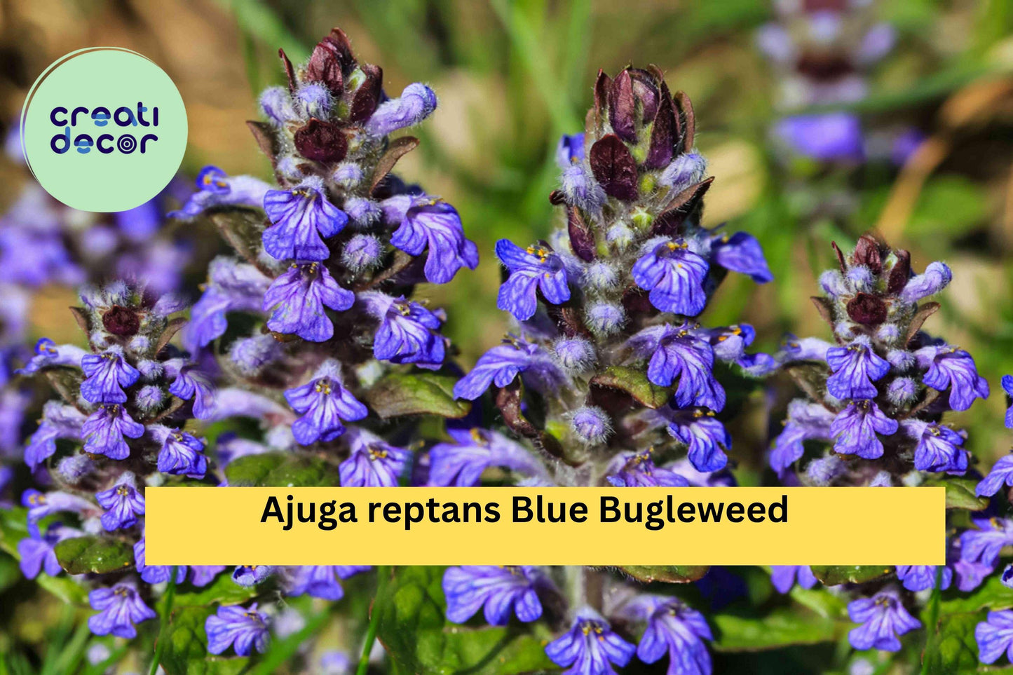 Ajuga reptans Blue Bugleweed – 2 Live Perennial Ground Cover Plants, Hardy Shade-Loving Spreader with Blue Flower Spikes Zones 3–10
