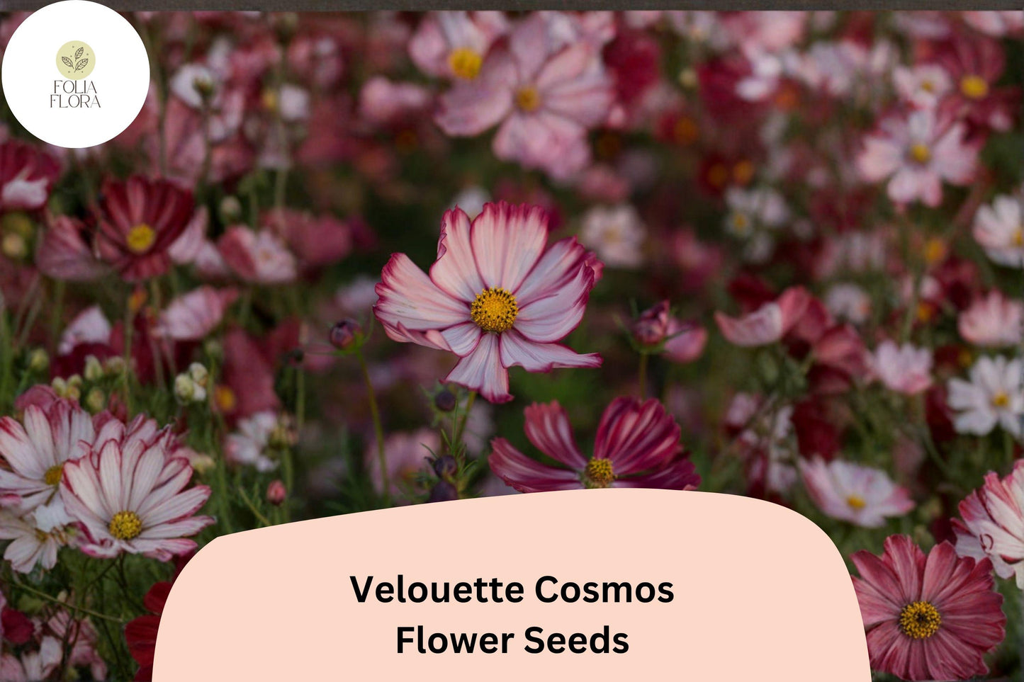 200+ Velouette Cosmos Seeds | Cosmos bipinnatus Red & White Blooms | Unique Annual Flower Seeds for Garden