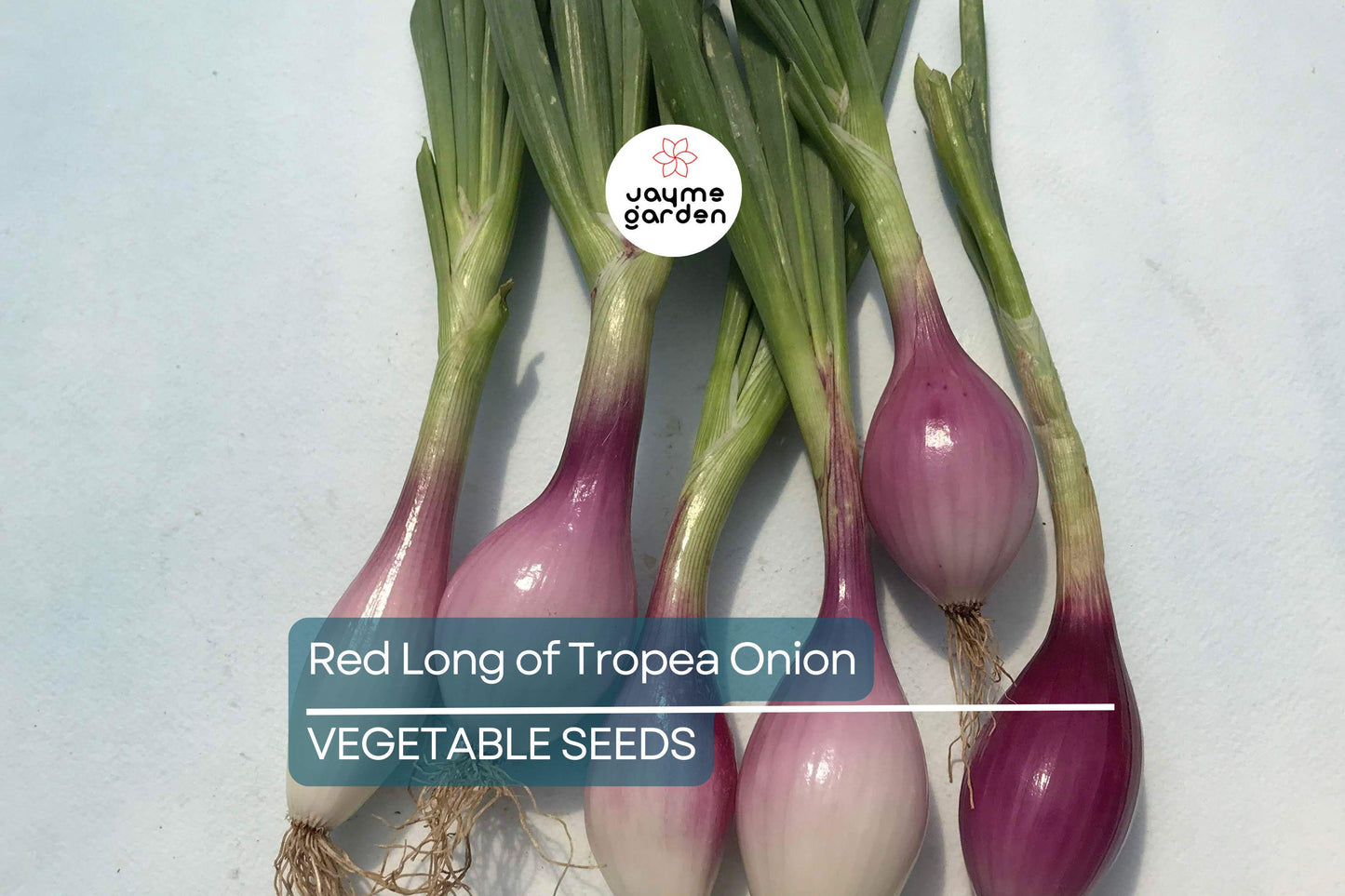 1000 Red Long of Tropea Onion Seeds - Non-GMO Heirloom | Sweet Gourmet Italian Variety | Bunching Onion | Free Shipping