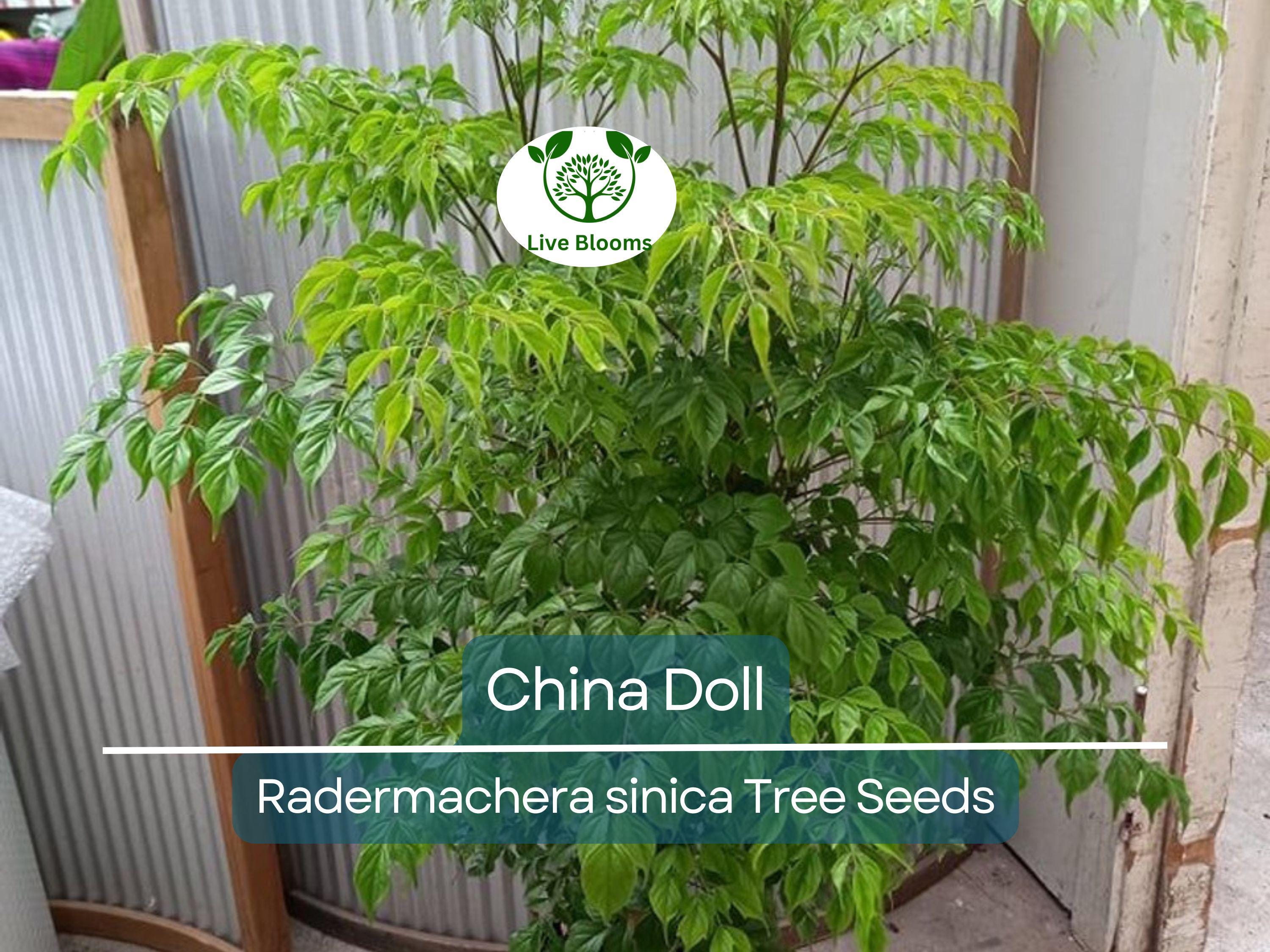 15 Radermachera sinica Seeds | China Doll Tree, Exotic Indoor Bonsai Plant, Non-GMO, Indoor Potted, Unique Decorative Houseplant