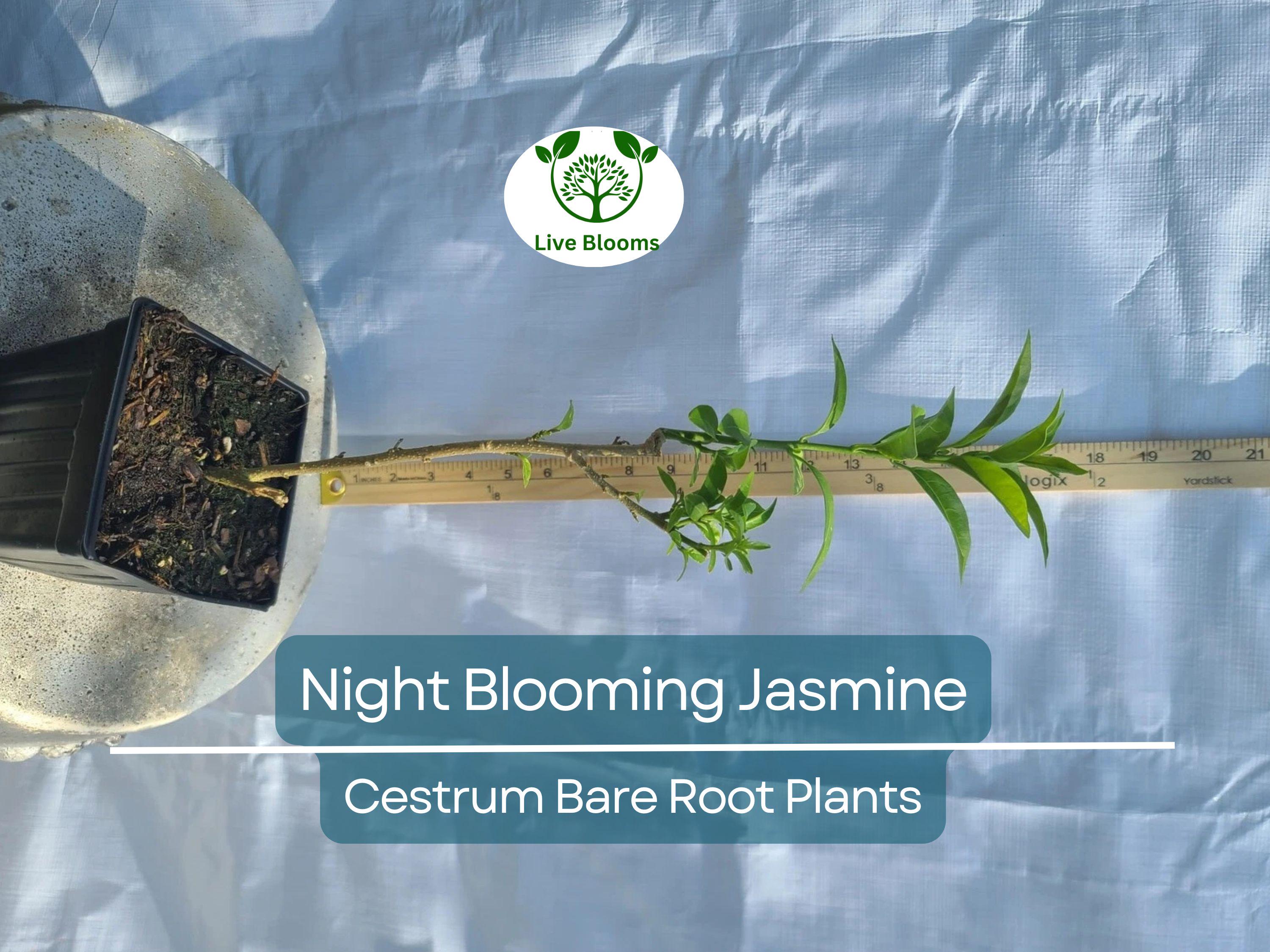 1 Night Blooming Jasmine – Cestrum Nocturnum – Live 4" Bare Root Plant – Intensely Fragrant Night Flowering Shrub