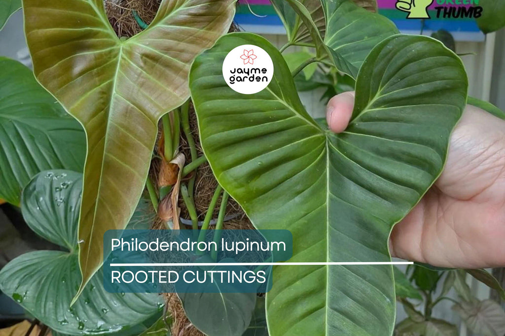 Philodendron Lupinum Live Plant – Well-Rooted Climbing/Vining Aroid, 2.75-4” Pot