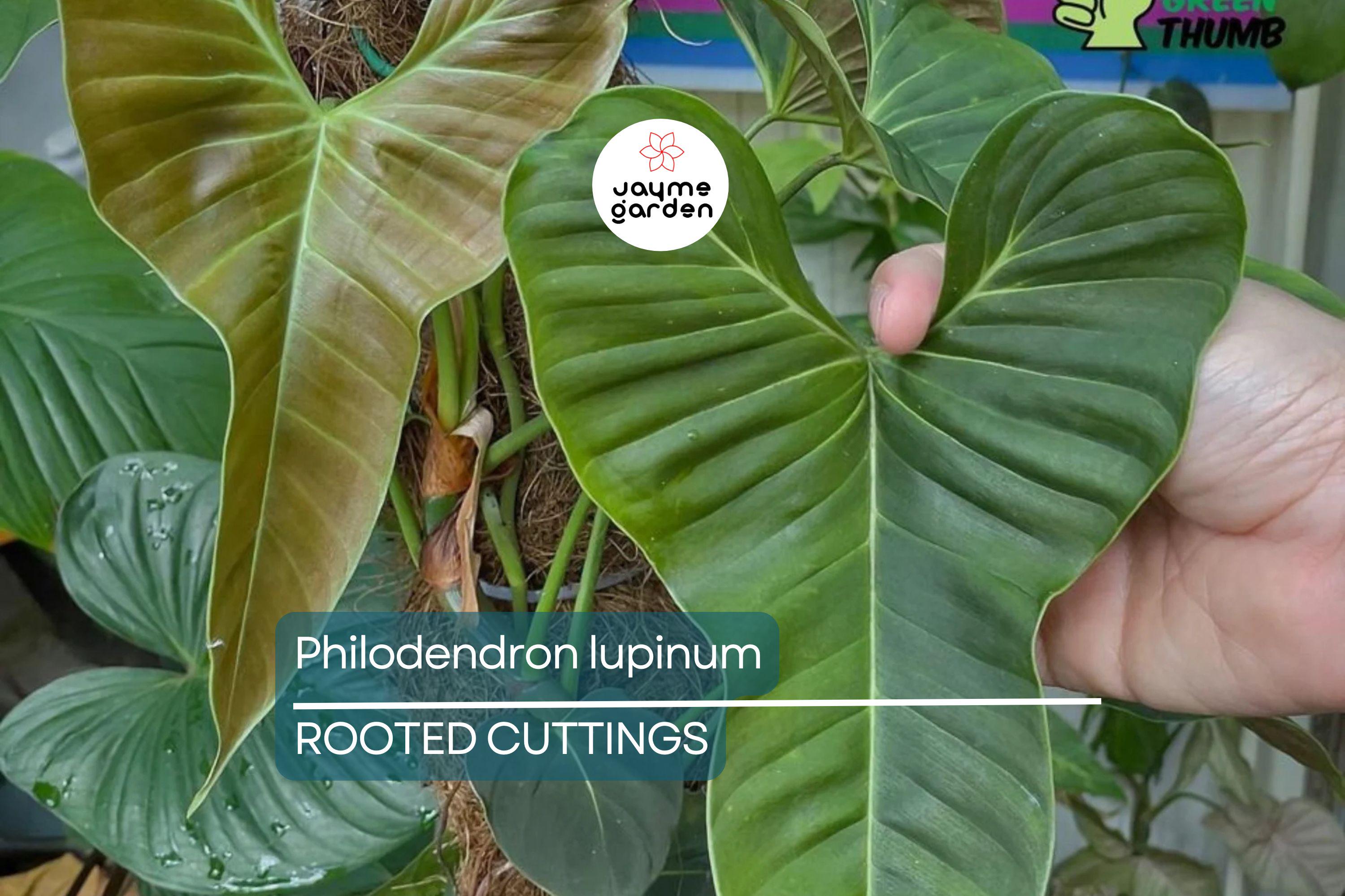 Philodendron Lupinum Live Plant – Well-Rooted Climbing/Vining Aroid, 2.75-4” Pot