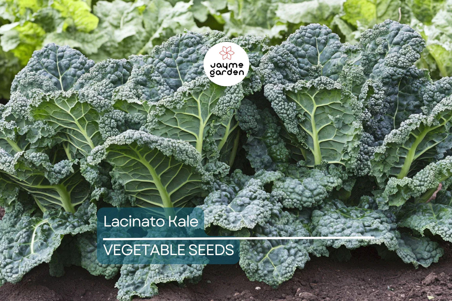 1,000 Lacinato Kale Seeds – Non-GMO Heirloom, Dinosaur Kale, Cold Hardy, Free Shipping