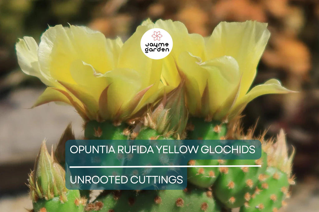 Opuntia Rufida Yellow Glochids Cactus Cutting 6-8 Inches - Bunny Ears Variety - Treated for Easy Rooting