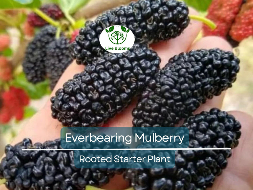 1 Illinois Everbearing Mulberry Rooted Starter Plant (Morus alba) – Sweet, Fast-Growing Fruit Tree, Edible Mulberries, Hardy & Easy to Grow