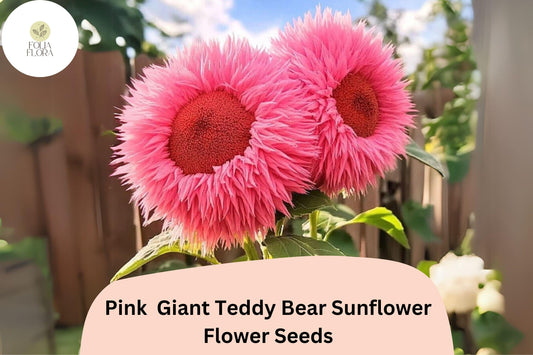 50pcs Rare Pink Giant Teddy Bear Sunflower Seeds – Unique Fluffy Blooms, Heirloom Variety, Easy to Grow