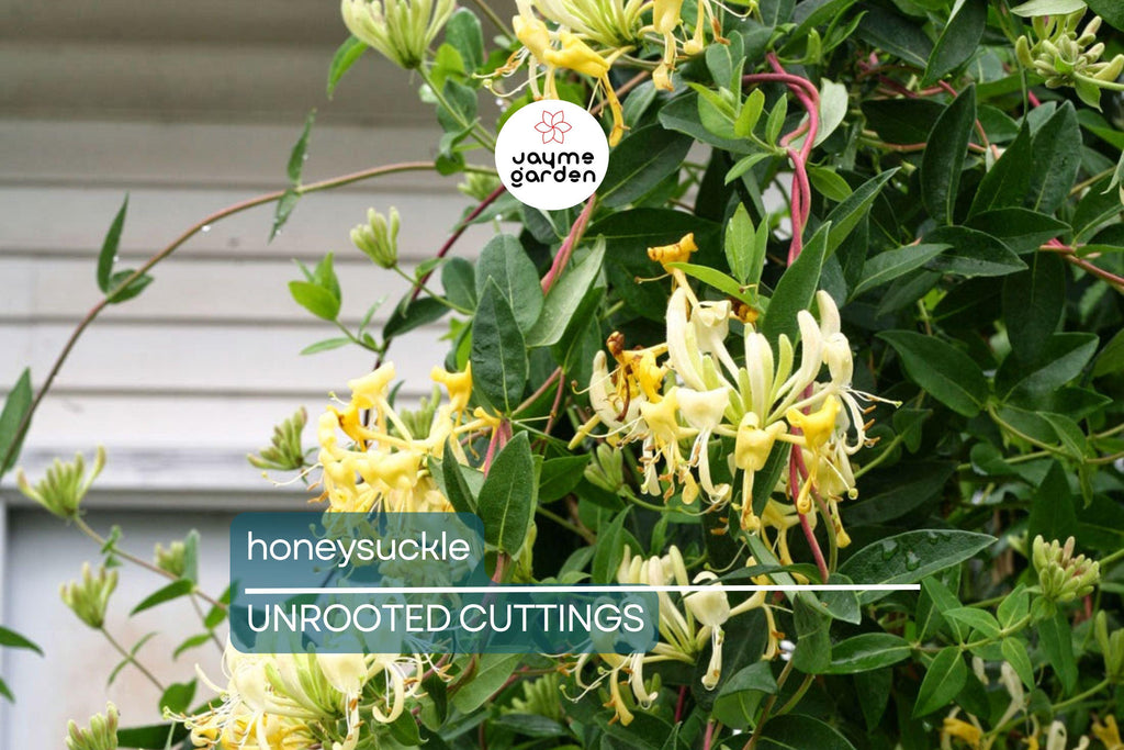 6 Honeysuckle Plant Cuttings | Fragrant Vine | No Roots | 6"-8" Long | Fast Growing | Easy to Propagate