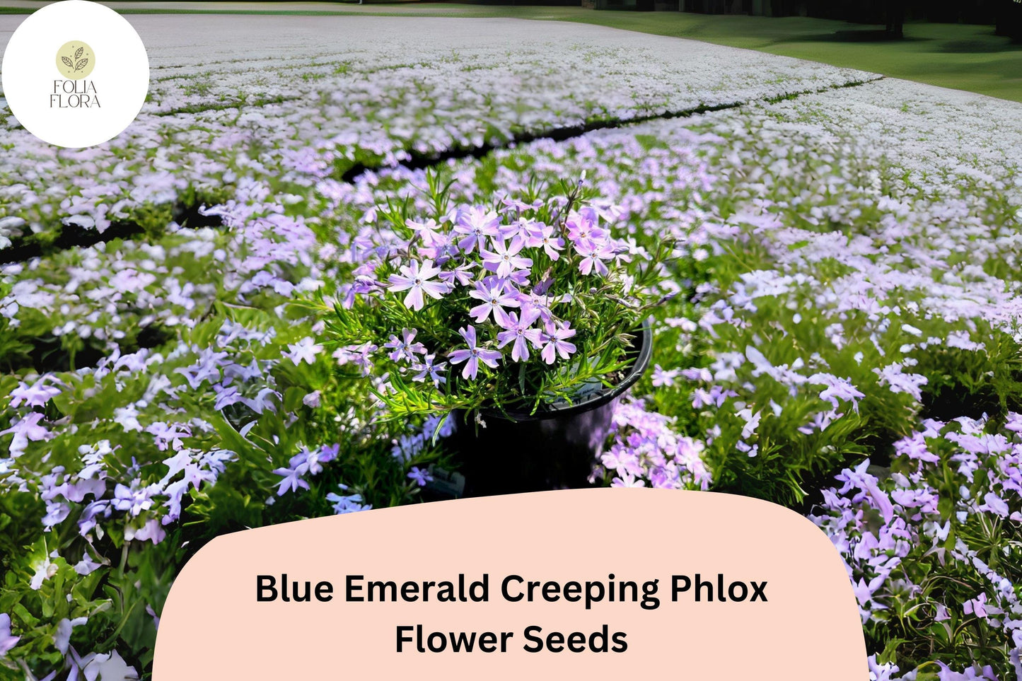 100+ Blue Emerald Creeping Phlox Seeds for Garden Planting | Phlox subulata | Ground Cover Perennial | Blue Flower Seeds