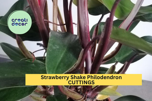 2 Strawberry Shake Philodendron Cuttings + Bonus Species – Fresh Unrooted Rare Variegated Plant for Propagation – USA