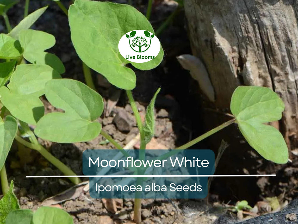 25 Moonflower Seeds - White Night-Blooming Morning Glory Vine | Ipomoea alba, Fragrant, Non-GMO, Climbing Annual, Evening Bloomer
