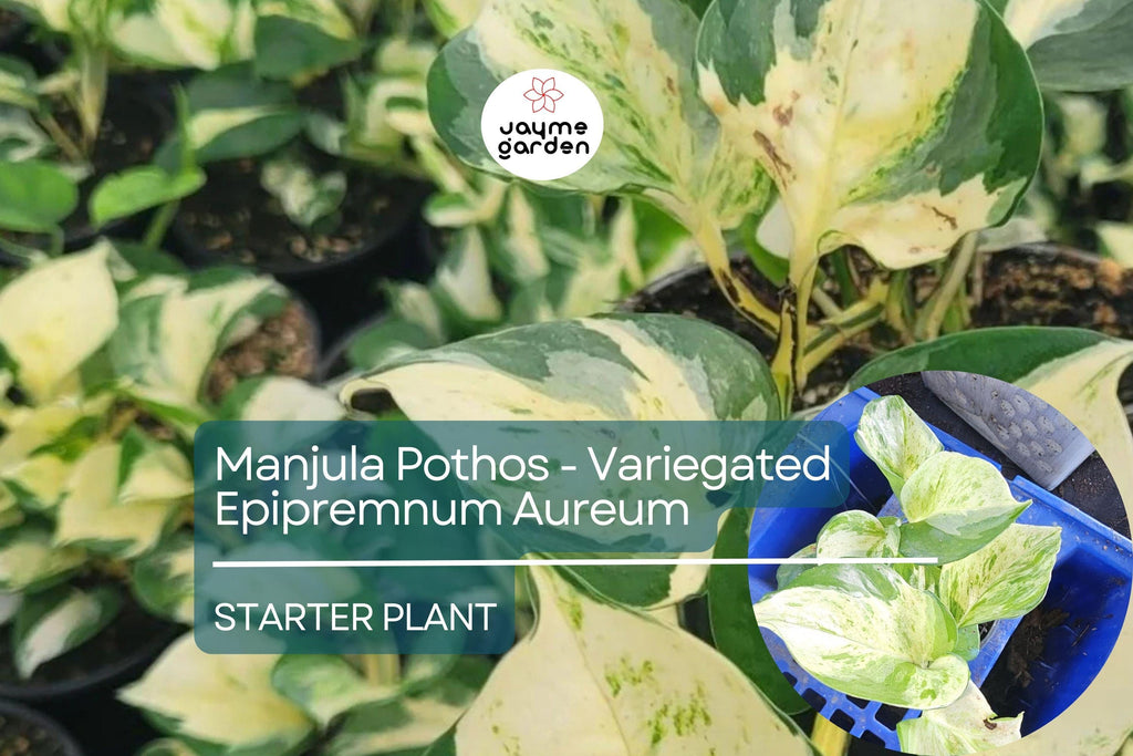 Manjula Pothos Starter Plant - Variegated Epipremnum Aureum - Unique White Green Foliage for Indoor Decor, Hanging Baskets & Shelves
