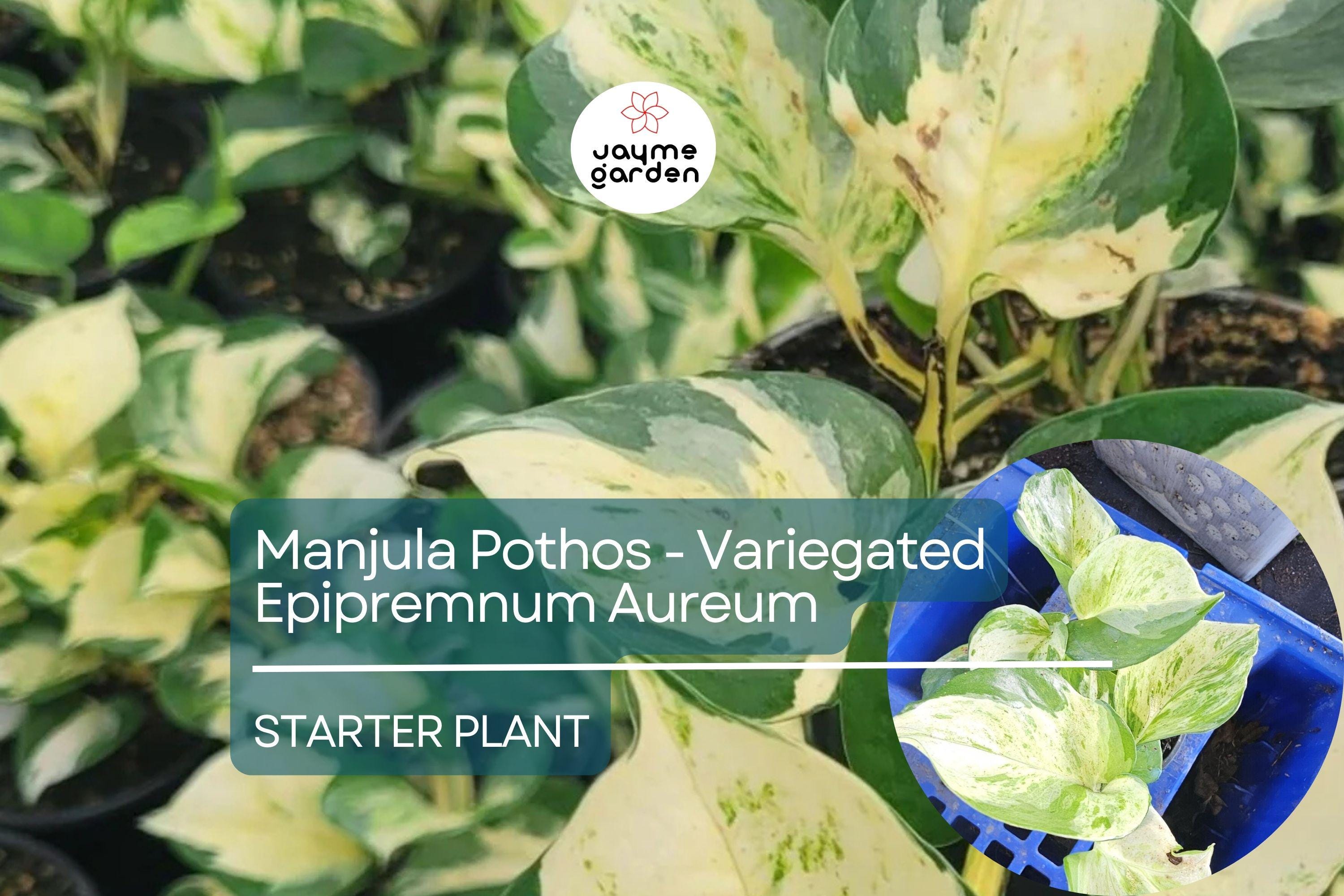 Manjula Pothos Starter Plant - Variegated Epipremnum Aureum - Unique White Green Foliage for Indoor Decor, Hanging Baskets & Shelves