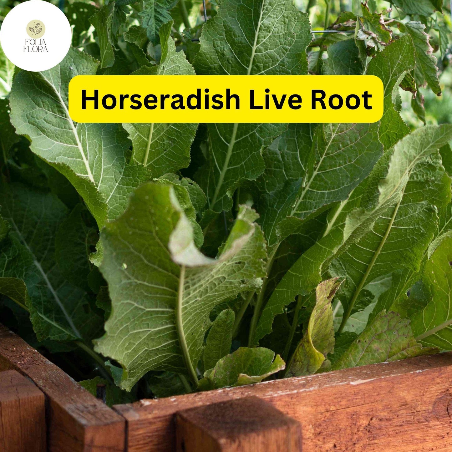 2 Horseradish Roots for Planting - Organic Horseradish Crowns - Easy To Grow - Garden Seedlings - Heirloom Root Starter Plants