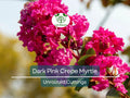 7 Lagerstroemia Indica Dark Pink Crepe Myrtle Live Flower Plant Tree Unrooted Cuttings (6") - Stunning Flowering Tree