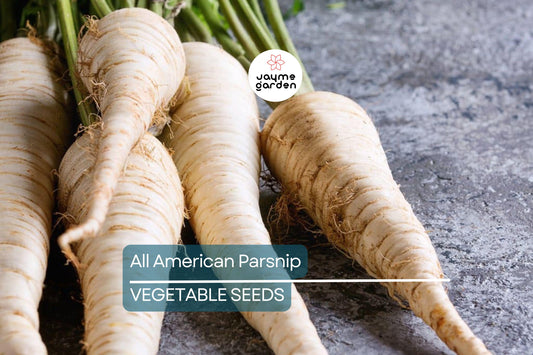 500 All American Parsnip Seeds – Heirloom, Non-GMO, Sweet, Nutty Flavor, 10-12” Roots, Winter Harvest, USA Seller, Free Shipping!