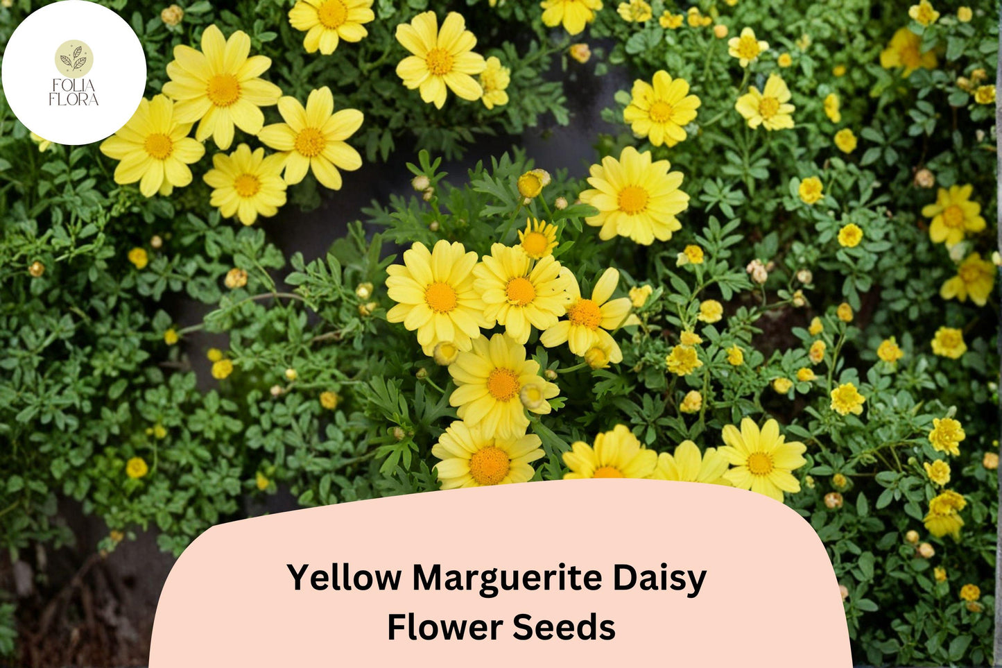 200+ Yellow Marguerite Daisy Seeds | Argyranthemum frutescens | Bright Golden Blooms | Easy Garden Flower for Pots & Beds