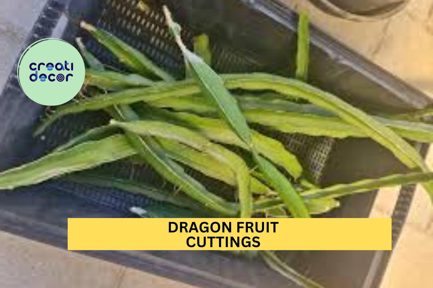 4 Dragon Fruit Cuttings – 8–14" Long Hylocereus Cactus Stems | Unrooted Starts for Growing in Pots, Trellises, or Tropical Gardens