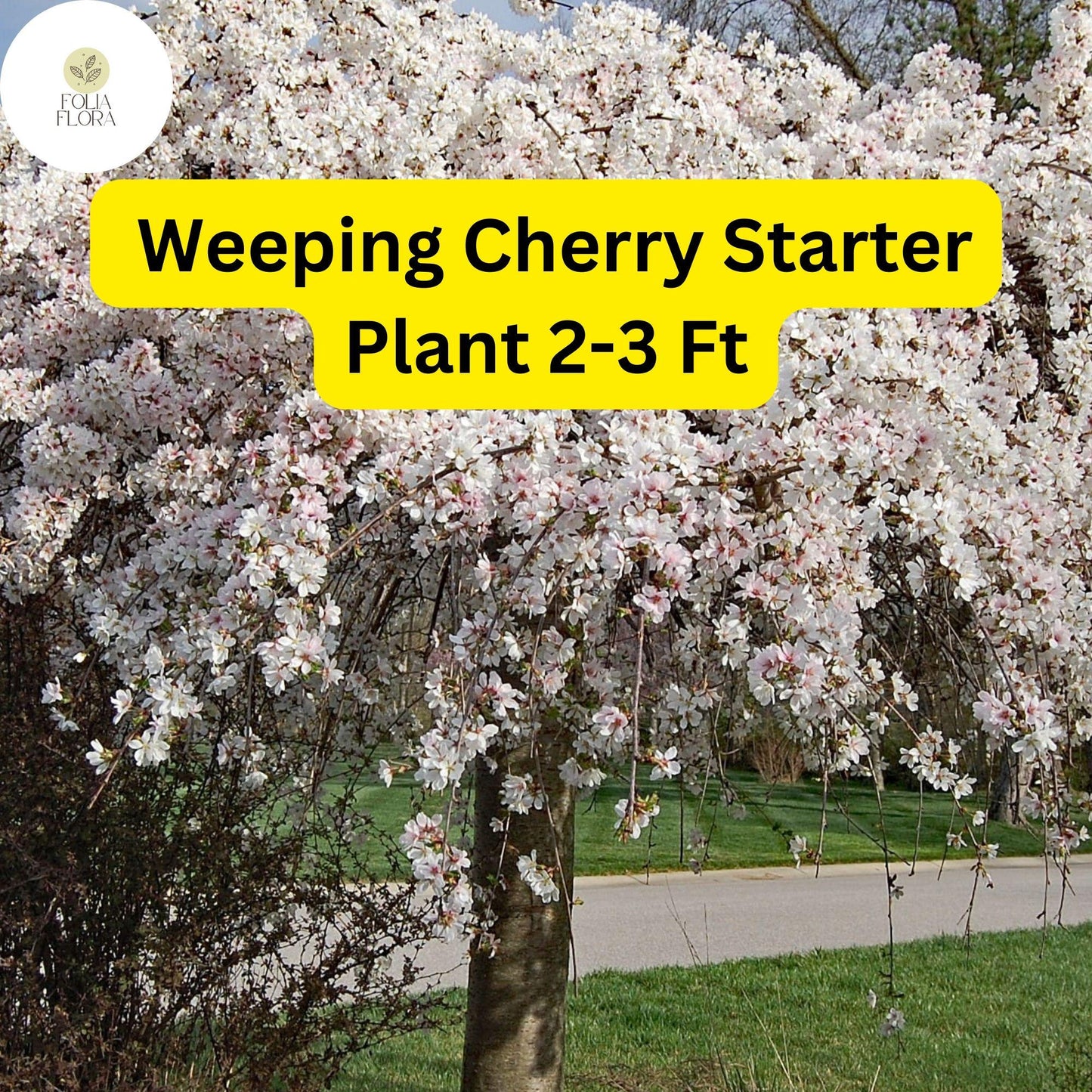 1 Weeping Cherry Tree, 2-3 Ft Tall, Live Flowering Tree, Ready to Plant, Prunus pendula