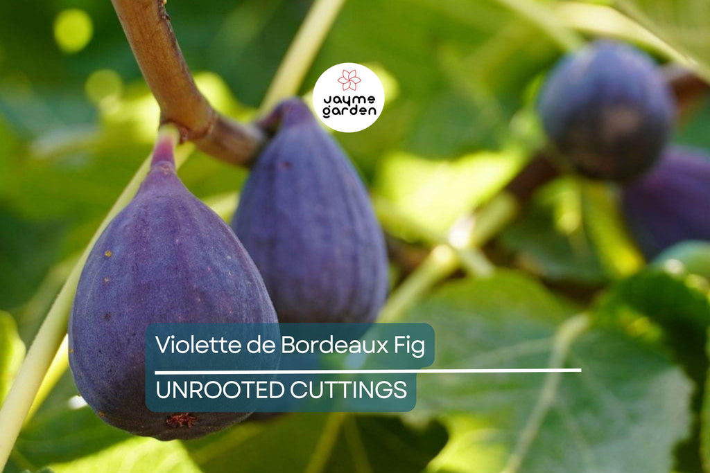 6 Violette de Bordeaux Fig Cuttings for Propagation Sweet Purple-Black Fruit