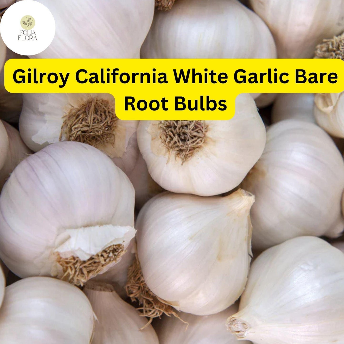 Allium Sativum Gilroy California White Garlic | 5 Bare Root Bulbs | Heirloom, Hardneck, Culinary, High-Yield, Aromatic