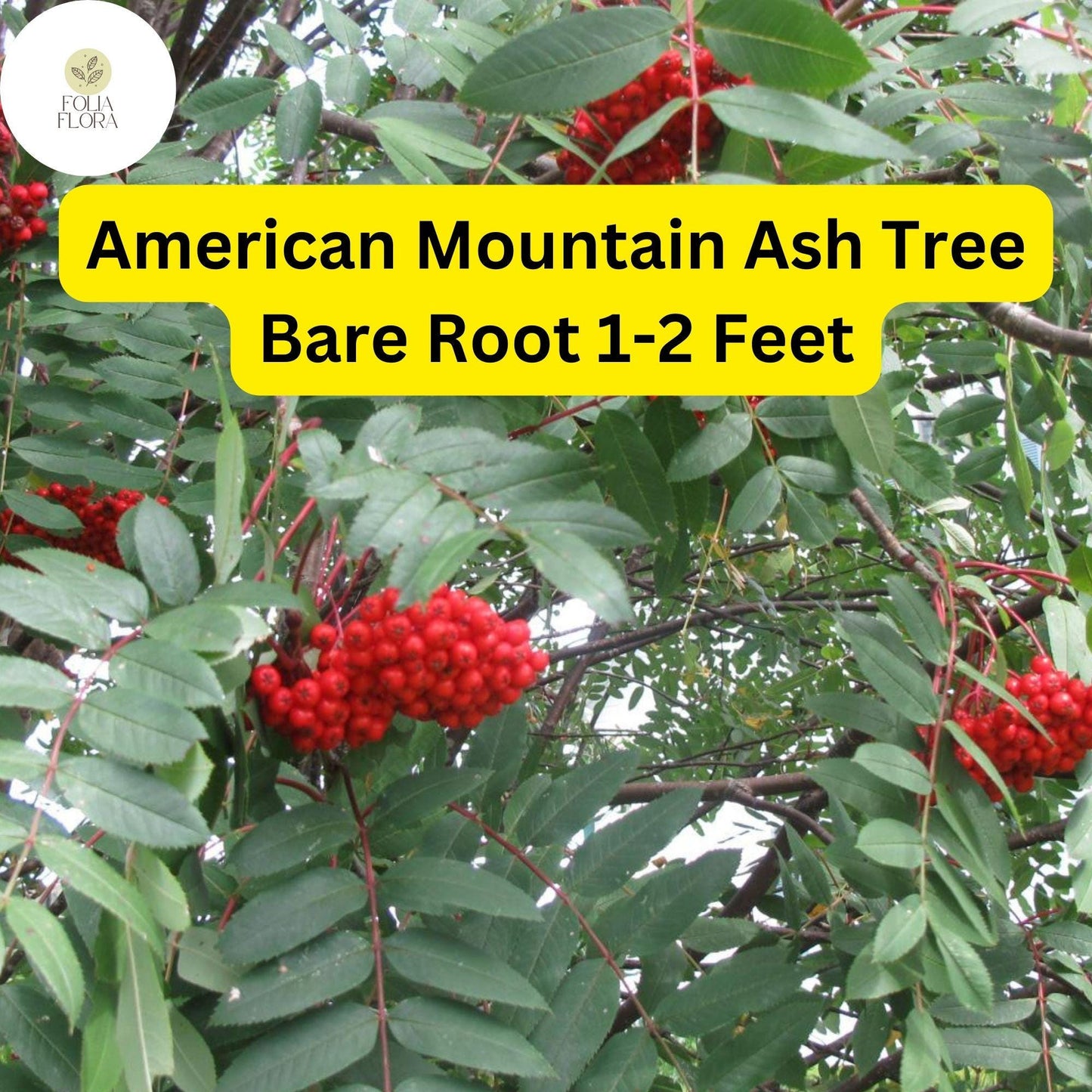 2 American Mountain Ash (Sorbus americana) – Live Bare Root Trees 1-2 Feet