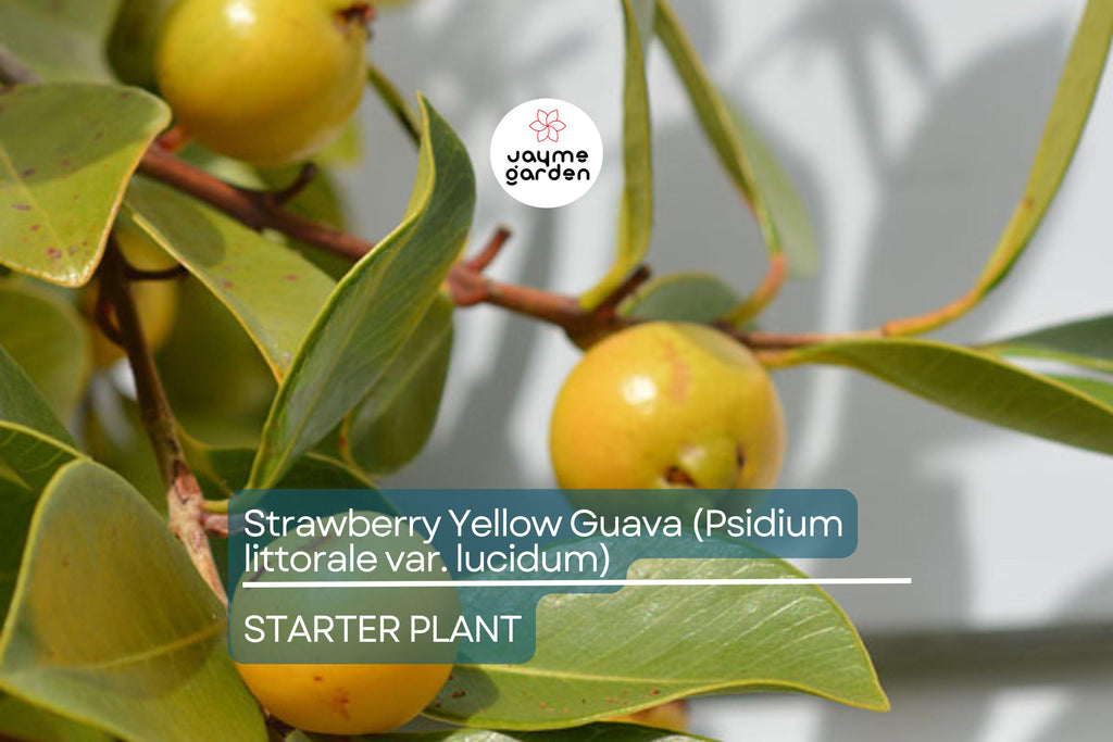 Strawberry Yellow Guava (Psidium littorale var. lucidum) 1’-2’ Live Tropical Tree | Sweet & Aromatic Fruit for Gardens