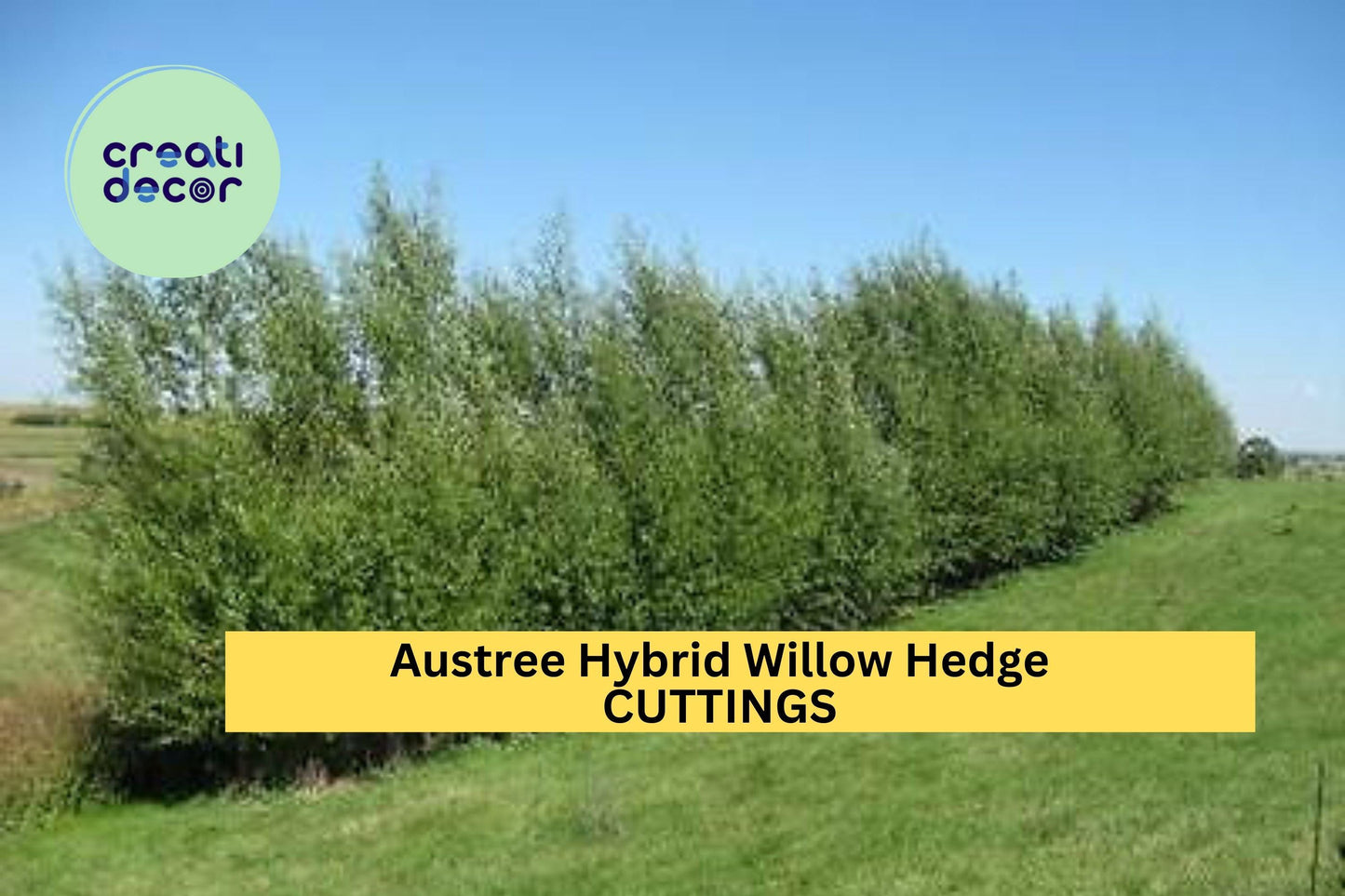 25 Austree Hybrid Willow Cuttings – Fast-Growing Privacy Hedge Trees for Windbreaks, Noise Barriers & Living Fences – USA