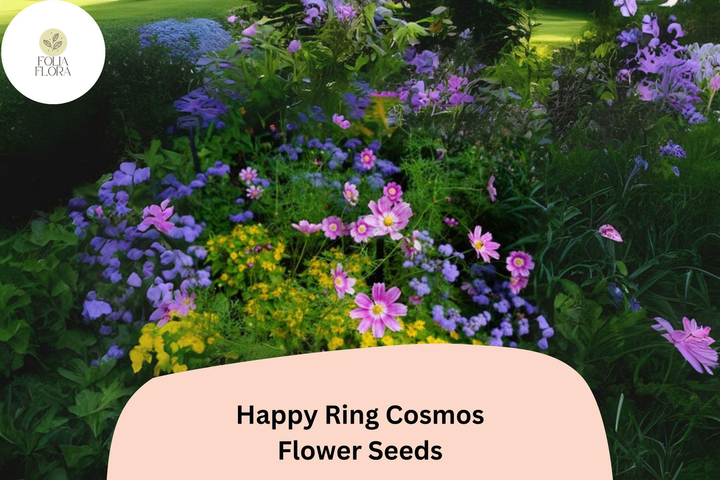 200+ Happy Ring Cosmos Seeds | Cosmos Bipinnatus Bicolor Pink White Blooms | Garden & Pollinator Flower Seeds