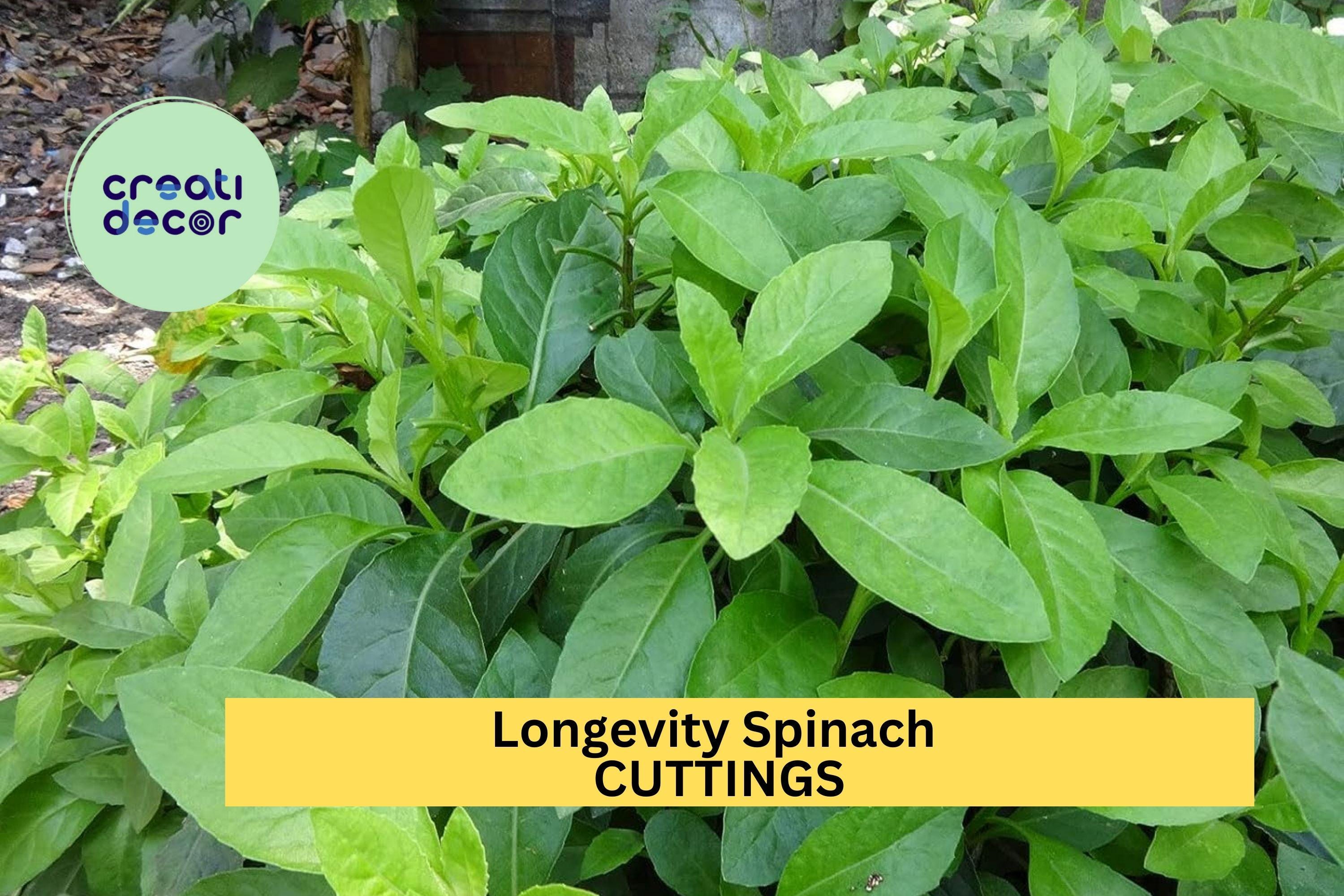 10 Longevity Spinach Cuttings – Gynura procumbens Unrooted Fresh Stems for Garden or Pots, Easy-Grow Edible Green – Free Ship – USA