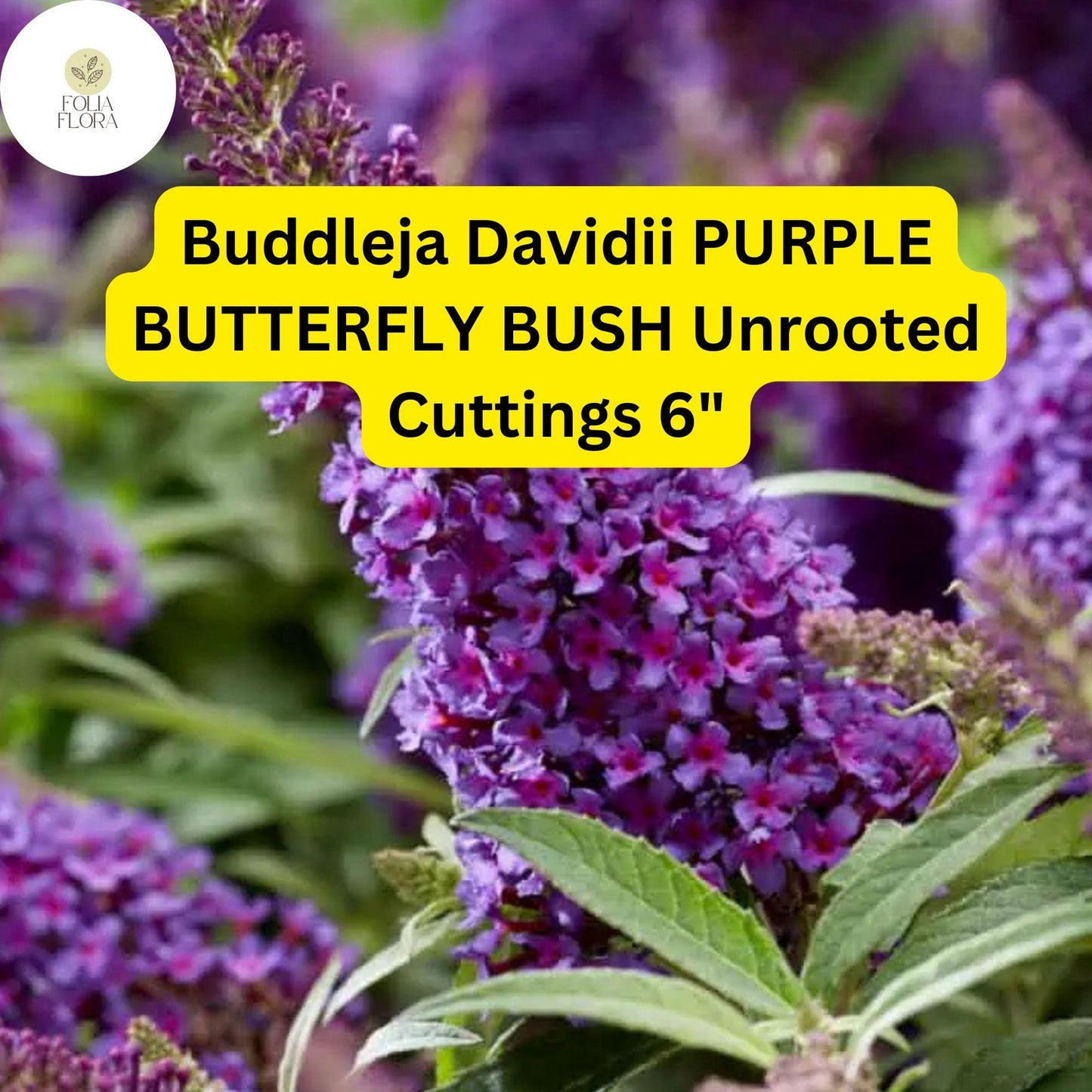 Buddleja Davidii | Purple Butterfly Bush | 7 Live 6” Unrooted Cuttings | Fast-Growing, Fragrant, Pollinator-Friendly Shrub