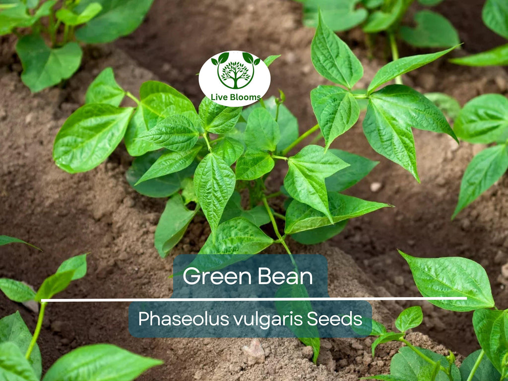 100 Green Bean Seeds - Bulk Jade Bush Beans for Planting (Phaseolus vulgaris) - High Yield, Easy to Grow Vegetable Seeds for Home Garden