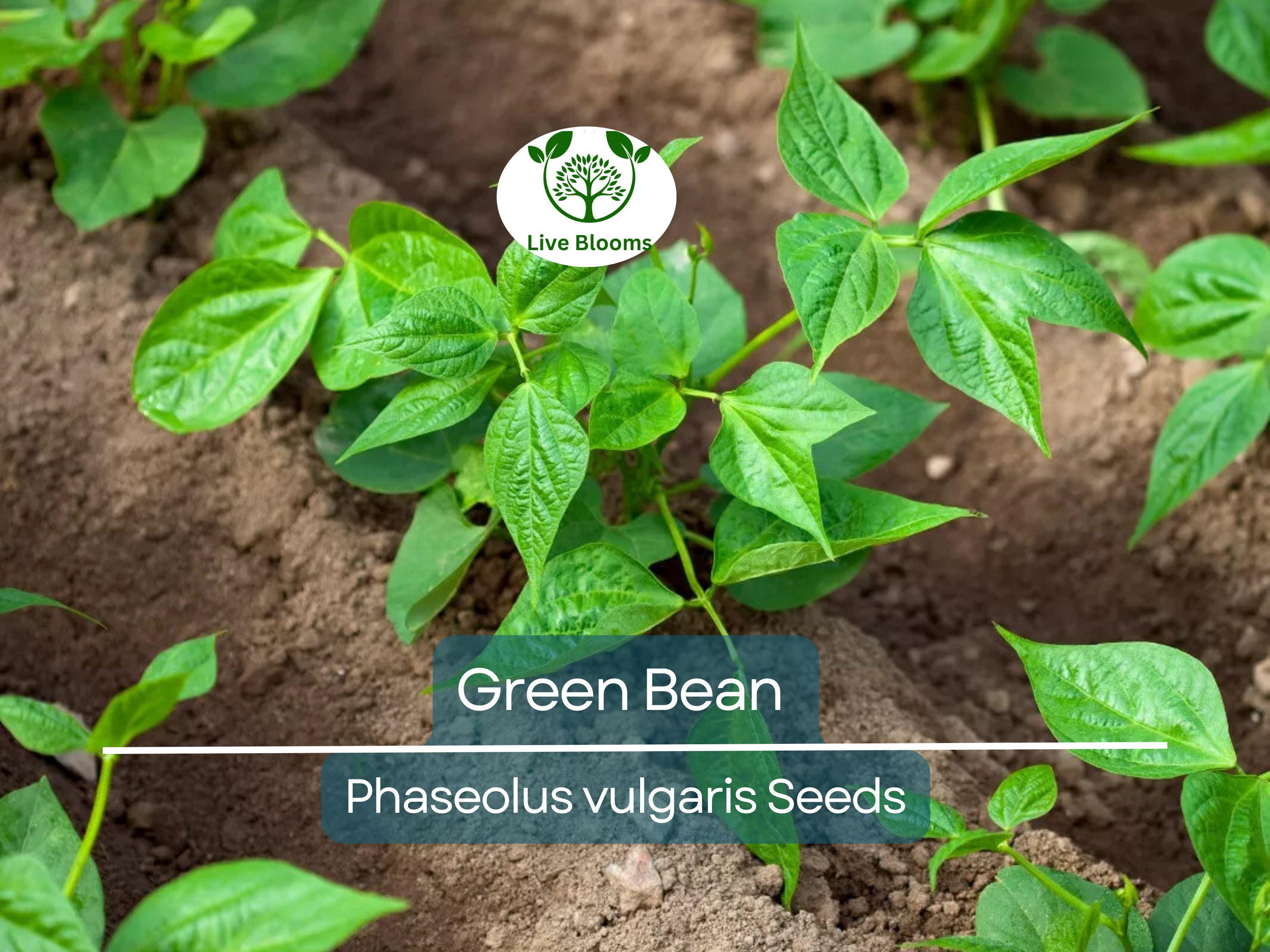 100 Green Bean Seeds - Bulk Jade Bush Beans for Planting (Phaseolus vulgaris) - High Yield, Easy to Grow Vegetable Seeds for Home Garden
