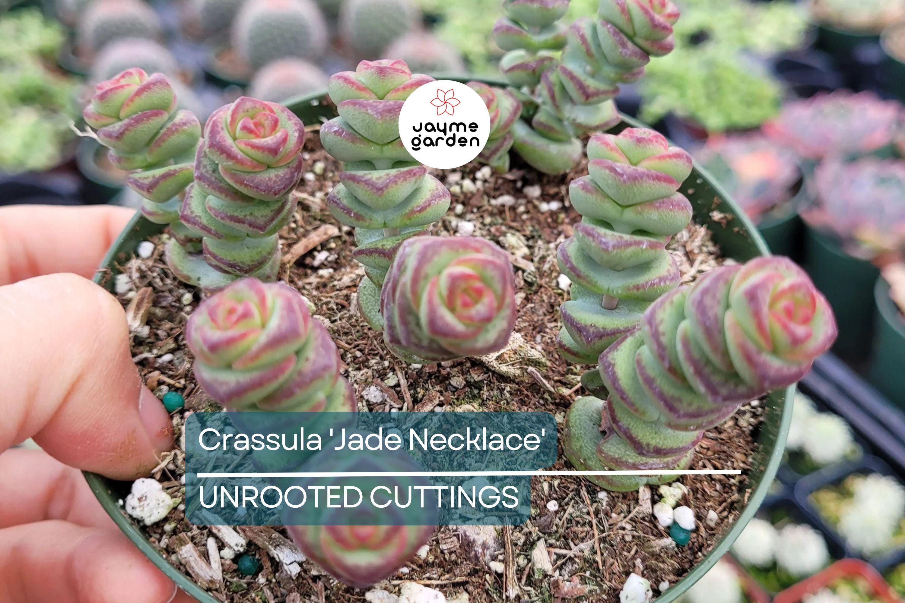 Crassula 'Jade Necklace' Rare Succulent Plant - Easy Care, 8" Tall, Perfect for Terrariums & Gifts, Star-Shaped Winter Flowers