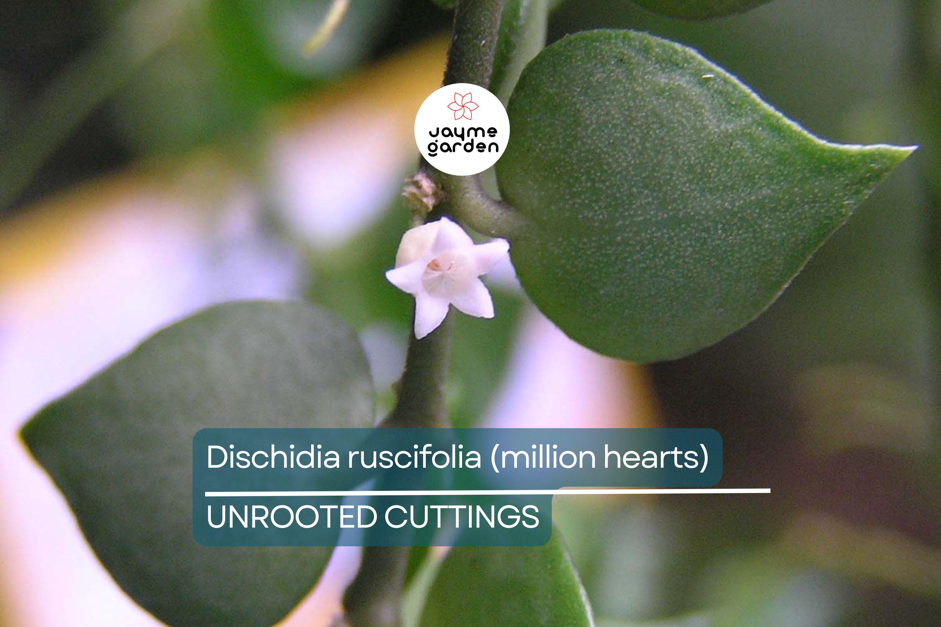 Dischidia ruscifolia | Million Hearts Cutting | Unique Indoor Plant | Easy-Care Hanging Vine | 1 Unrooted Cutting