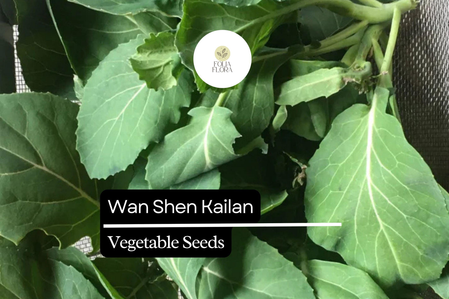 500mg Wan Shen Kailan Seeds Brassica oleracea | Chinese Broccoli Variety | Tender Stalks, Sweet Leaves & Edible Flower Buds