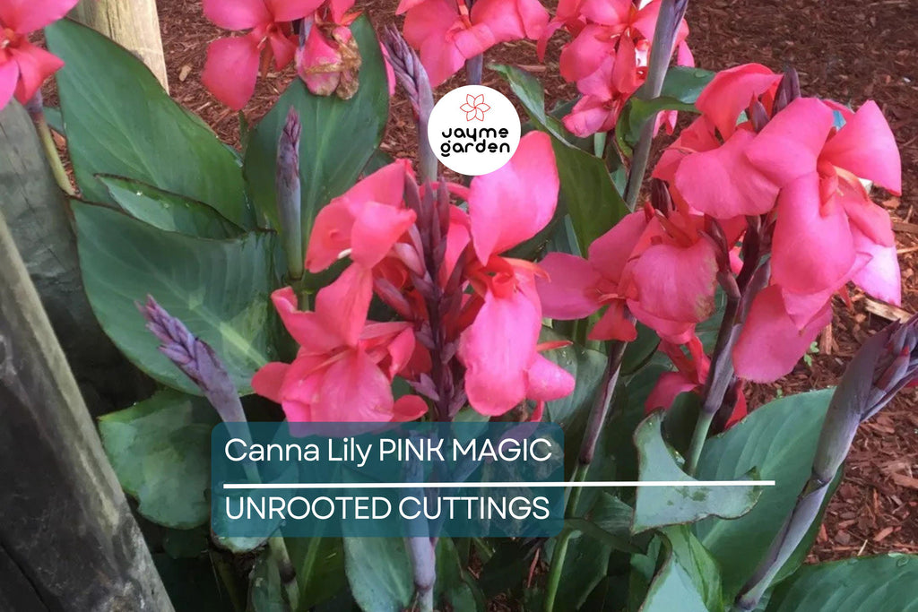 1 Canna Lily Pink Magic Bulb - Dwarf Tropical Plant, Fast-Growing, Deep Pink Blooms, Perfect for Gardens, USDA Zones 8-11