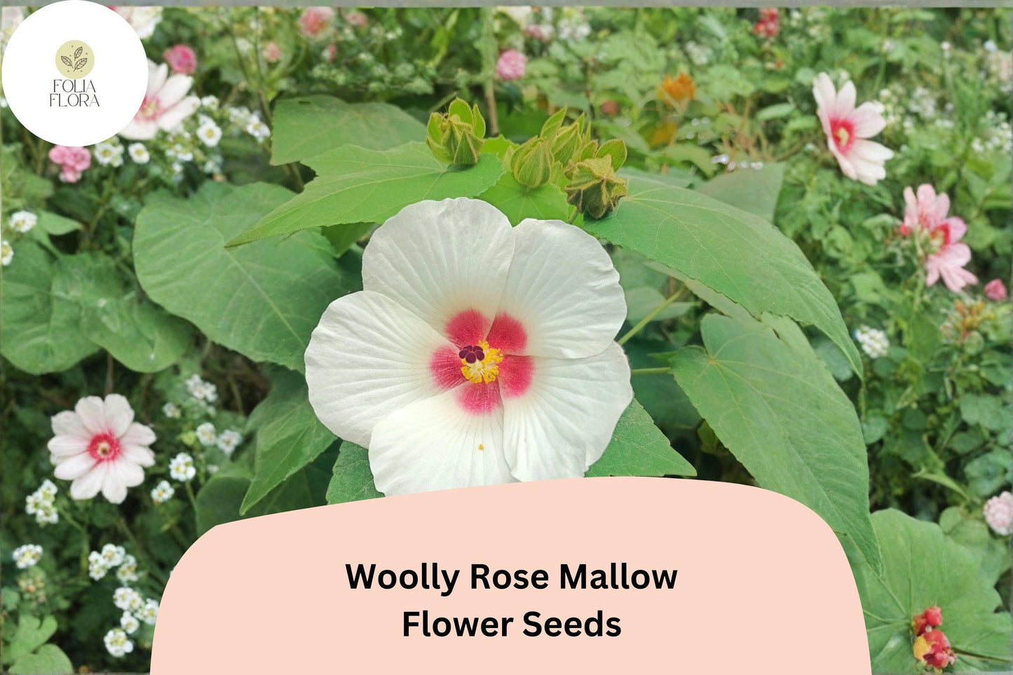 Woolly Rose Mallow Seeds – 25 Hibiscus lasiocarpos | Native White Hardy Hibiscus with Red Center